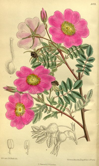 Rosa Sertata by J.N. Fitch